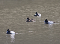 Lesser Scaups 7286